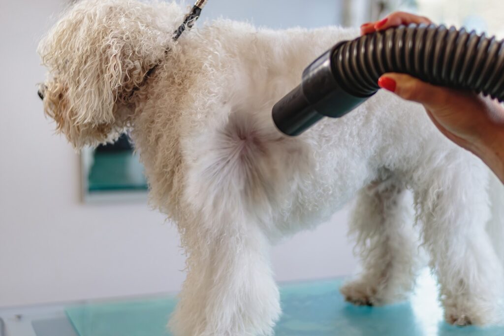 es rentable peluqueria canina 2 © pixabay.com