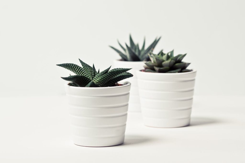 Tienda de plantas convencional (c) pexels.com